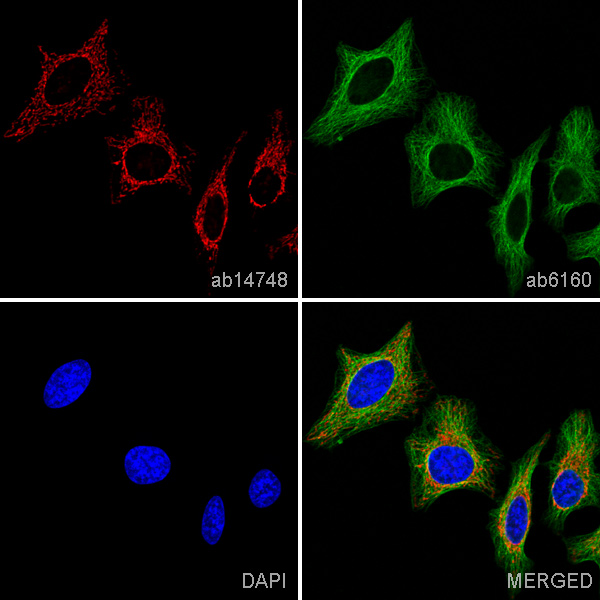 Immunocytochemistry/ Immunofluorescence - Anti-ATP5A antibody [15H4C4] - Mitochondrial Marker (ab14748), expandable thumbnail