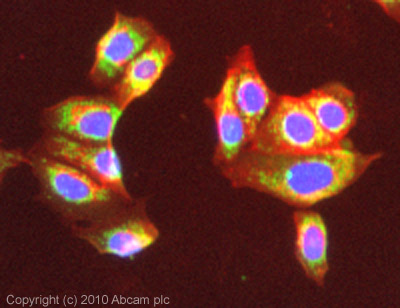 Immunocytochemistry/ Immunofluorescence - Anti-ATP5A antibody [15H4C4] - Mitochondrial Marker (ab14748), expandable thumbnail