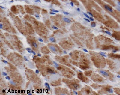 Immunohistochemistry (Formalin/PFA-fixed paraffin-embedded sections) - Anti-ATP5A antibody [15H4C4] - Mitochondrial Marker (ab14748), expandable thumbnail