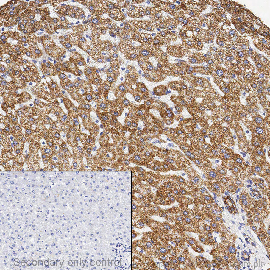 Immunohistochemistry - Anti-ATP5A antibody [15H4C4] - Mitochondrial Marker (ab14748), expandable thumbnail