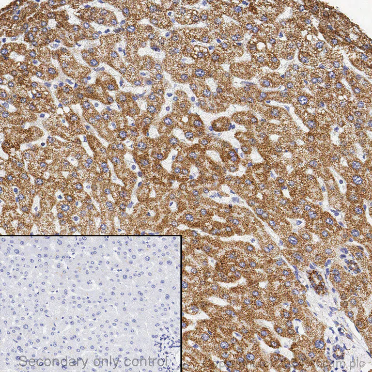 Immunohistochemistry - Anti-ATP5A antibody [15H4C4] - Mitochondrial Marker (AB14748)