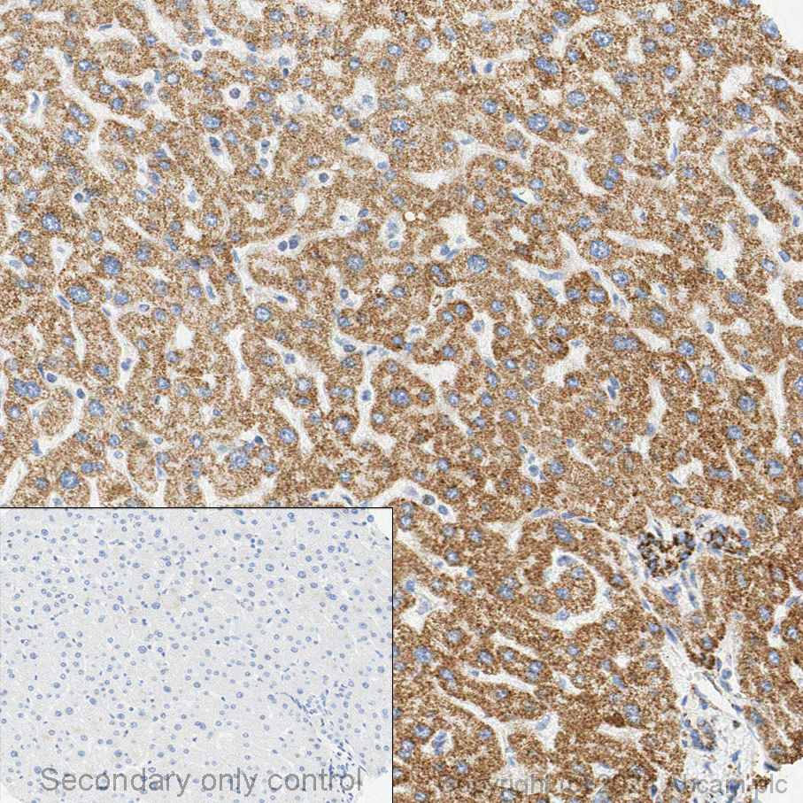 Immunohistochemistry - Anti-ATP5A antibody [15H4C4] - Mitochondrial Marker (ab14748), expandable thumbnail