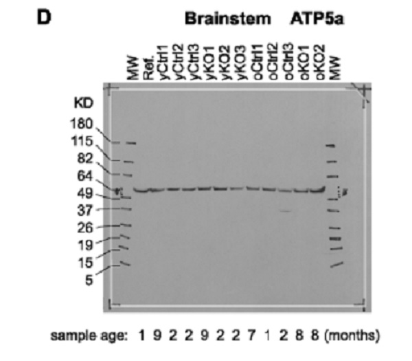 Western blot - Anti-ATP5A antibody [15H4C4] - Mitochondrial Marker (AB14748), expandable thumbnail