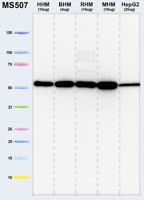 Anti-ATP5A antibody [15H4C4] - mitochondrial marker (ab14748