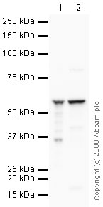 Western blot - Anti-ATP5A antibody [15H4C4] - Mitochondrial Marker (ab14748), expandable thumbnail
