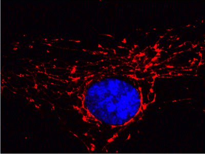 Immunocytochemistry/ Immunofluorescence - Anti-ATP5A antibody [7H10BD4F9] - Mitochondrial Marker (AB110273), expandable thumbnail