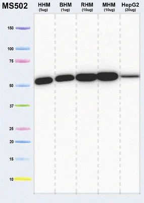 Western blot - Anti-ATP5A antibody [7H10BD4F9] - Mitochondrial Marker (AB110273)