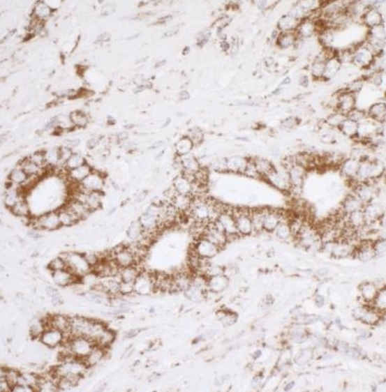 Immunohistochemistry (Formalin/PFA-fixed paraffin-embedded sections) - Anti-ATP5A antibody (AB245580), expandable thumbnail