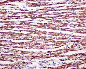 Immunohistochemistry (Formalin/PFA-fixed paraffin-embedded sections) - Anti-ATP5A antibody [EPR13030(B)] - BSA and Azide free (AB231692)