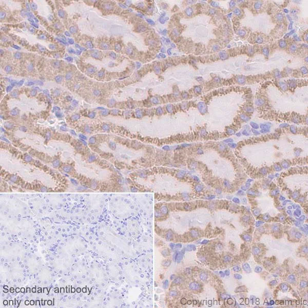 Immunohistochemistry (Formalin/PFA-fixed paraffin-embedded sections) - Anti-ATP5A antibody [EPR13030(B)] - BSA and Azide free (AB231692)