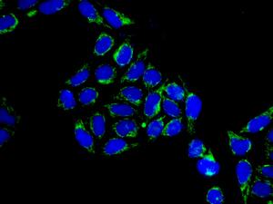 Immunocytochemistry/ Immunofluorescence - Anti-ATP5A antibody [EPR13030(B)] - Mitochondrial Marker (ab176569), expandable thumbnail