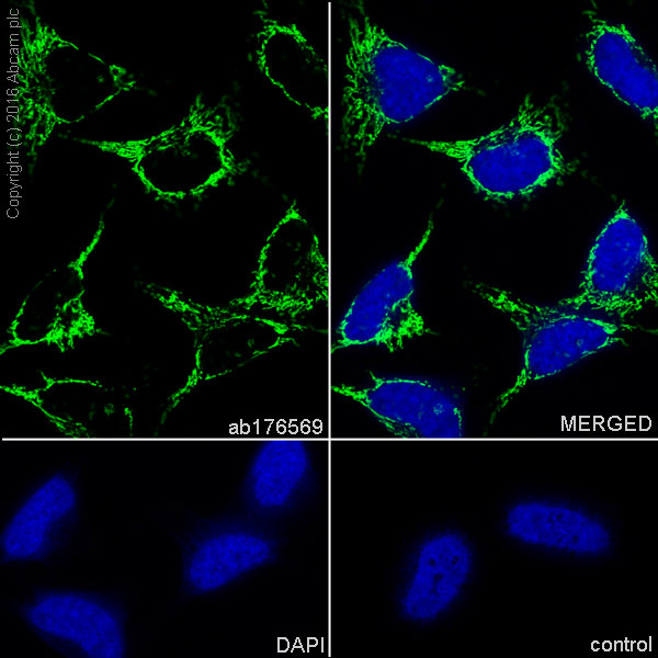 Immunocytochemistry/ Immunofluorescence - Anti-ATP5A antibody [EPR13030(B)] - Mitochondrial Marker (AB176569), expandable thumbnail