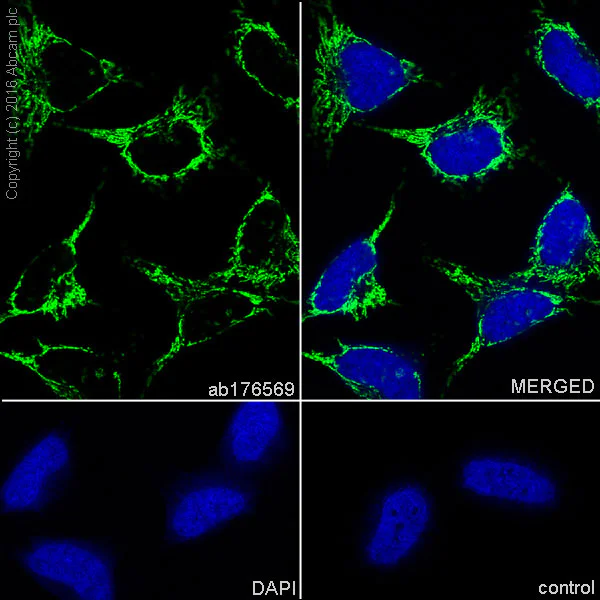 Immunocytochemistry/ Immunofluorescence - Anti-ATP5A antibody [EPR13030(B)] - Mitochondrial Marker (AB176569)