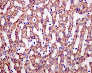 Immunohistochemistry (Formalin/PFA-fixed paraffin-embedded sections) - Anti-ATP5A antibody [EPR13030(B)] - Mitochondrial Marker (ab176569), expandable thumbnail