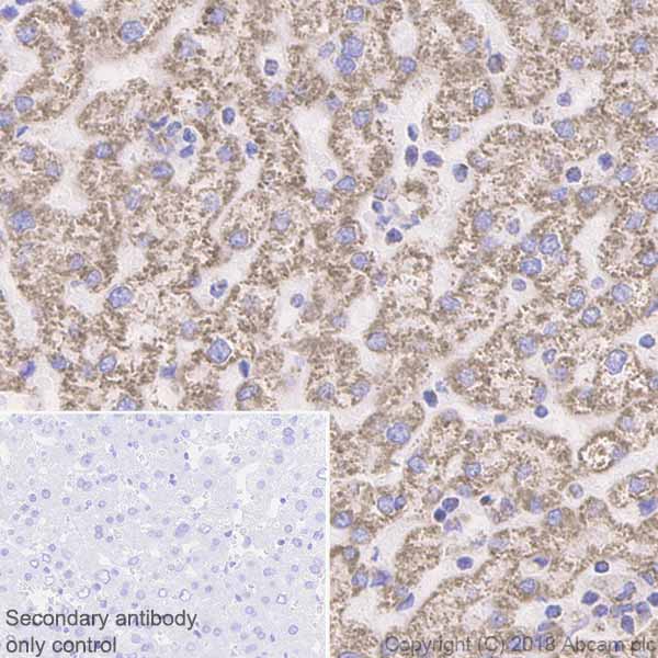 Immunohistochemistry (Formalin/PFA-fixed paraffin-embedded sections) - Anti-ATP5A antibody [EPR13030(B)] - Mitochondrial Marker (AB176569), expandable thumbnail