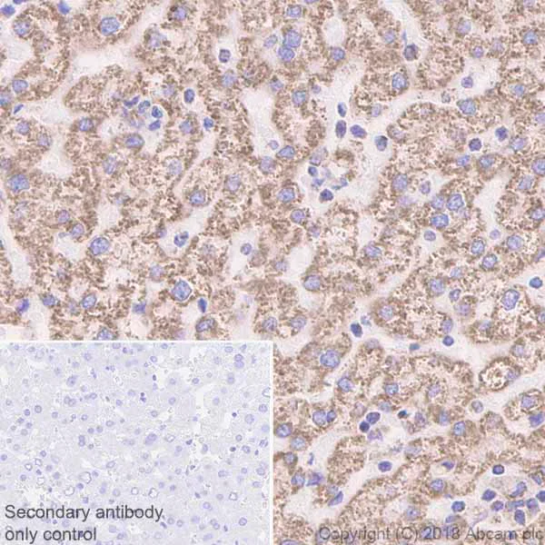 Immunohistochemistry (Formalin/PFA-fixed paraffin-embedded sections) - Anti-ATP5A antibody [EPR13030(B)] - Mitochondrial Marker (AB176569)