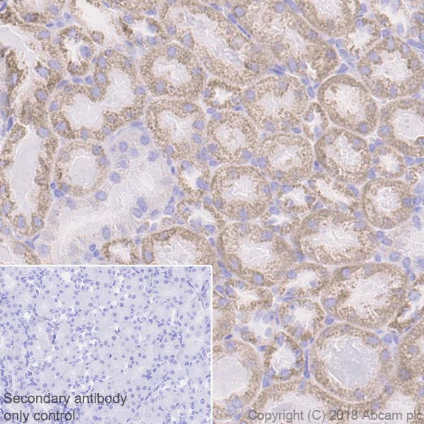 Immunohistochemistry (Formalin/PFA-fixed paraffin-embedded sections) - Anti-ATP5A antibody [EPR13030(B)] - Mitochondrial Marker (AB176569), expandable thumbnail