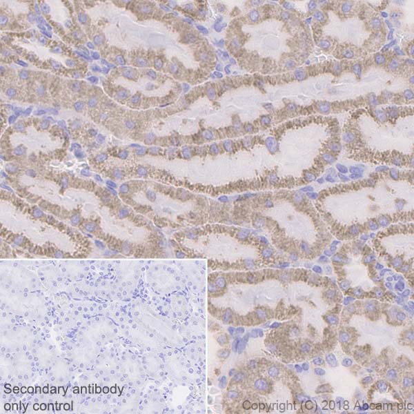 Immunohistochemistry (Formalin/PFA-fixed paraffin-embedded sections) - Anti-ATP5A antibody [EPR13030(B)] - Mitochondrial Marker (AB176569), expandable thumbnail
