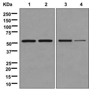 Western blot - Anti-ATP5A antibody [EPR13030(B)] - Mitochondrial Marker (AB176569)