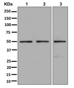 Western blot - Anti-ATP5A antibody [EPR13031] - BSA and Azide free (AB250045)