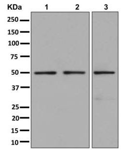Western blot - Anti-ATP5A antibody [EPR13031] - Mitochondrial Marker (AB178421), expandable thumbnail