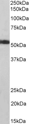 Western blot - Anti-ATP5A antibody - Mitochondrial Marker (AB188107), expandable thumbnail