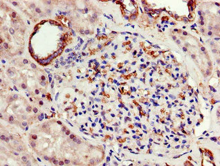 Immunohistochemistry (Formalin/PFA-fixed paraffin-embedded sections) - Anti-ATP5A antibody - Mitochondrial Marker (AB222887)