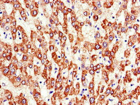 Immunohistochemistry (Formalin/PFA-fixed paraffin-embedded sections) - Anti-ATP5A antibody (AB222887), expandable thumbnail