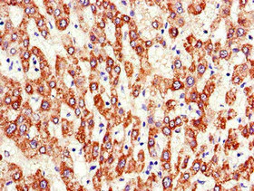 Immunohistochemistry (Formalin/PFA-fixed paraffin-embedded sections) - Anti-ATP5A antibody - Mitochondrial Marker (AB222887)