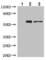 Immunoprecipitation - Anti-ATP5A antibody - Mitochondrial Marker (AB222887)