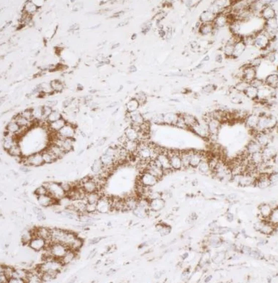 Immunohistochemistry (Formalin/PFA-fixed paraffin-embedded sections) - Anti-ATP5A antibody - Mitochondrial Marker (AB245580)