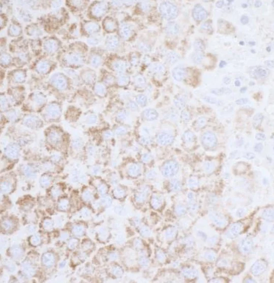 Immunohistochemistry (Formalin/PFA-fixed paraffin-embedded sections) - Anti-ATP5A antibody - Mitochondrial Marker (AB245580)