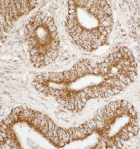 Immunohistochemistry (Formalin/PFA-fixed paraffin-embedded sections) - Anti-ATP5A antibody (AB245581), expandable thumbnail