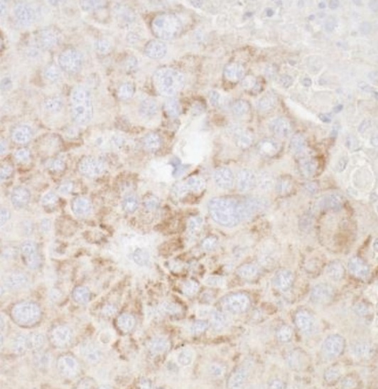 Immunohistochemistry (Formalin/PFA-fixed paraffin-embedded sections) - Anti-ATP5A antibody - Mitochondrial Marker (AB245581), expandable thumbnail
