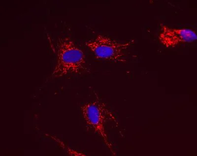 Immunocytochemistry/ Immunofluorescence - Anti-ATP5C1 antibody [2A1AA11] (AB119686)