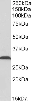 Western blot - Anti-ATP5C1 antibody (AB190875)