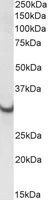 Western blot - Anti-ATP5C1 antibody - C-terminal (AB190310)