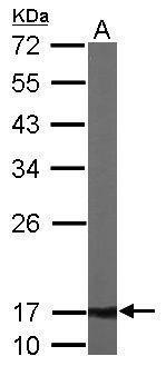Western blot - Anti-ATP5D antibody (AB97491)