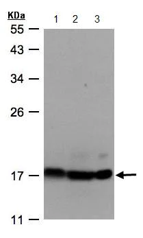 Western blot - Anti-ATP5D antibody (AB97491)