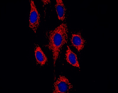 Immunocytochemistry/ Immunofluorescence - Anti-ATP5F1 antibody [9D1BC4] (AB117991), expandable thumbnail