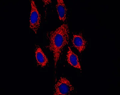 Immunocytochemistry/ Immunofluorescence - Anti-ATP5F1 antibody [9D1BC4] (AB117991)