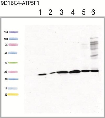 Western blot - Anti-ATP5F1 antibody [9D1BC4] (AB117991), expandable thumbnail