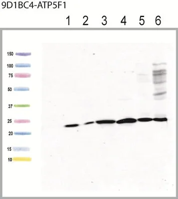Western blot - Anti-ATP5F1 antibody [9D1BC4] (AB117991)
