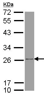 Western blot - Anti-ATP5F1 antibody (AB154564)