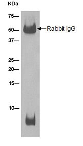 Immunoprecipitation - Anti-ATP5G1/G2/G3 antibody [EPR13908] (AB180149), expandable thumbnail