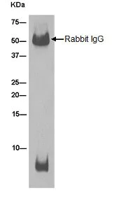 Immunoprecipitation - Anti-ATP5G1/G2/G3 antibody [EPR13908] (AB180149)