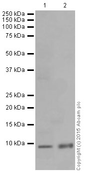 Western blot - Anti-ATP5G1/G2/G3 antibody [EPR13908] (AB180149), expandable thumbnail