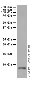 Western blot - Anti-ATP5G1/G2/G3 antibody [EPR13908] (AB180149), expandable thumbnail