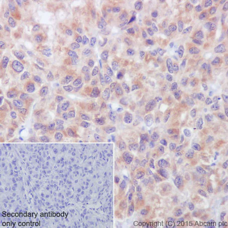 Immunohistochemistry (Formalin/PFA-fixed paraffin-embedded sections) - Anti-ATP5G1/G2/G3 antibody [EPR13908] - BSA and Azide free (AB250158)