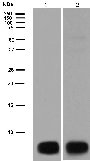 Western blot - Anti-ATP5G1/G2/G3 antibody [EPR13908] - BSA and Azide free (AB250158)